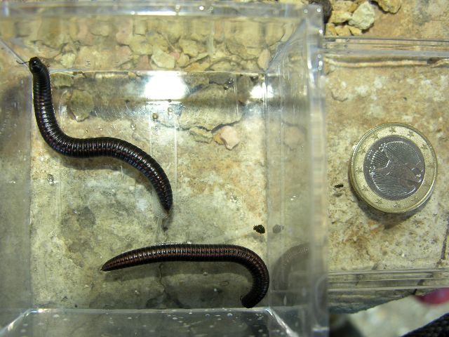 Ommatoiulus sp.