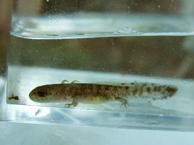 il ritratto della larva - Salamandra salamandra salamandra