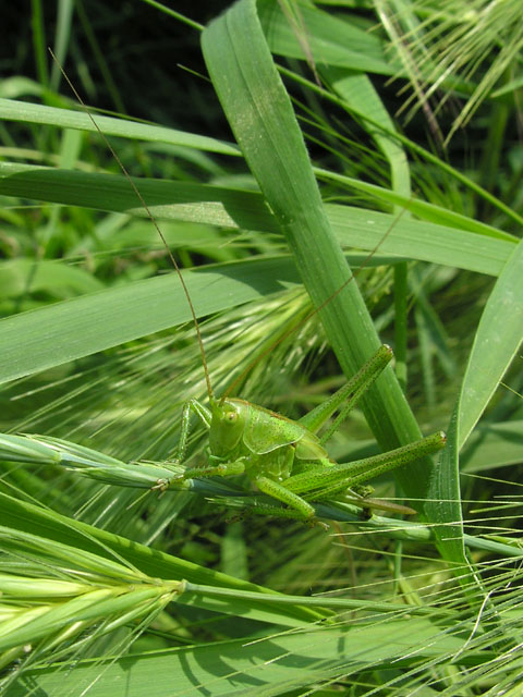 Ninfa di Tettigonia sp.