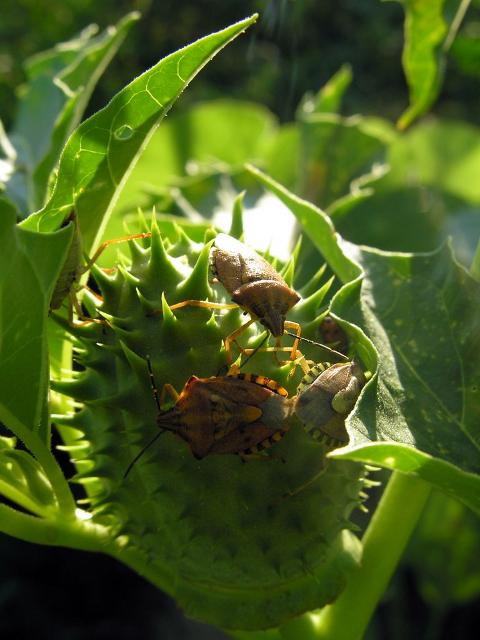 Pentatomidae: Carpocoris sp. della pianura veronese