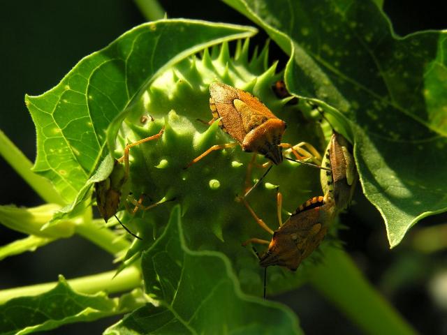 Pentatomidae: Carpocoris sp. della pianura veronese