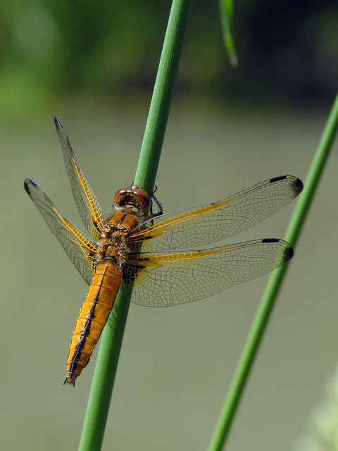 Odonati vari dalla Pellegrina (VR)