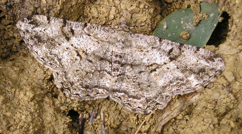 Biston betularia? No,  Peribatodes rhomboidaria