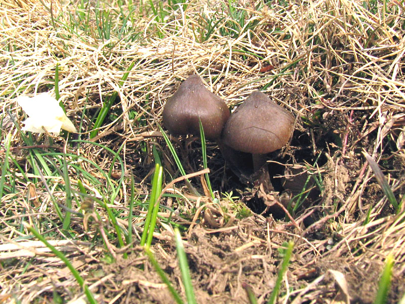 Entoloma vernum