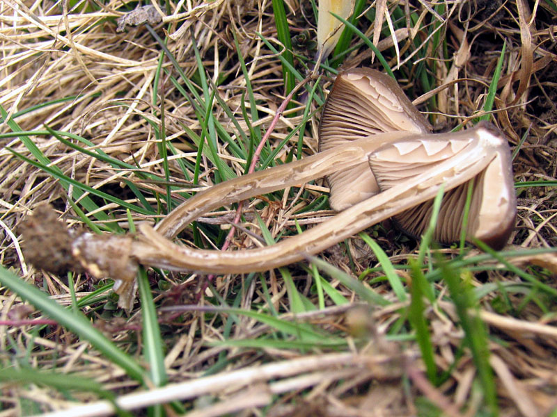 Entoloma vernum