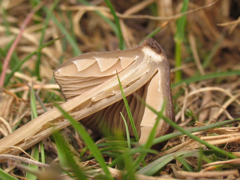 Entoloma vernum