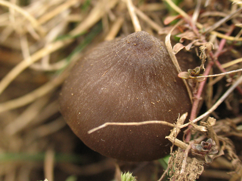 Entoloma vernum