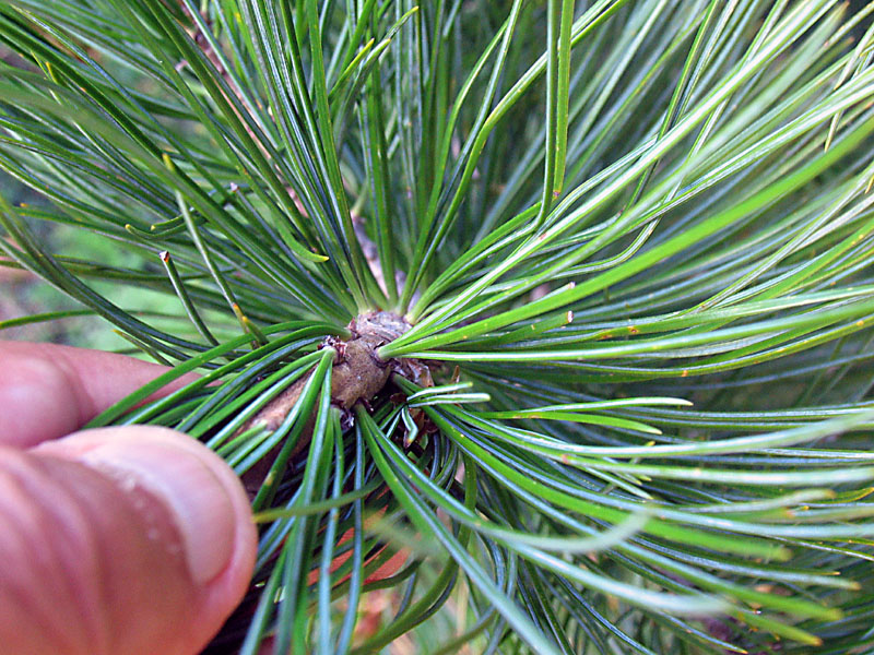 Tabella sperimentale  genere Pinus