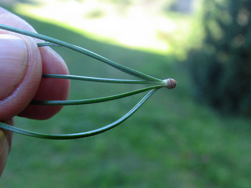 Tabella sperimentale  genere Pinus