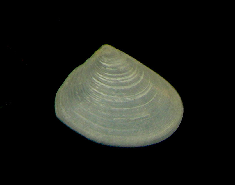 bivalve