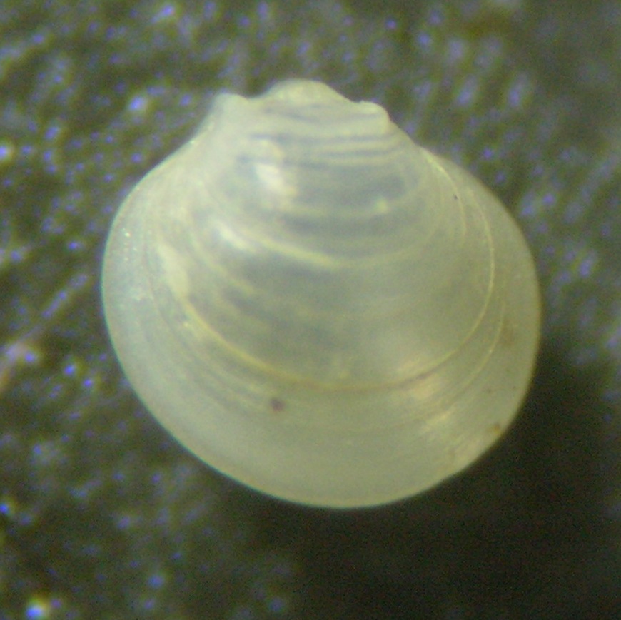 bivalve