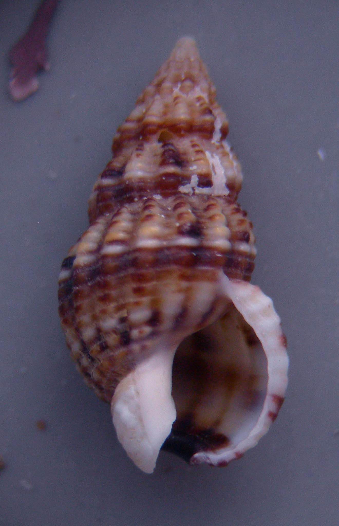 nassarius