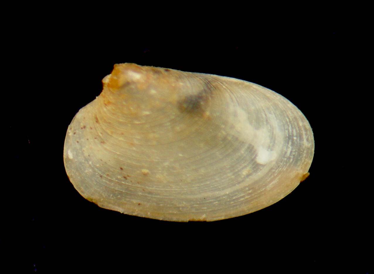 tellina o mysella