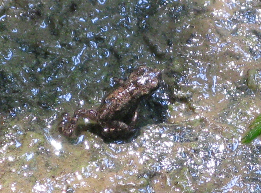 Triturus alpestris? nel bellunese