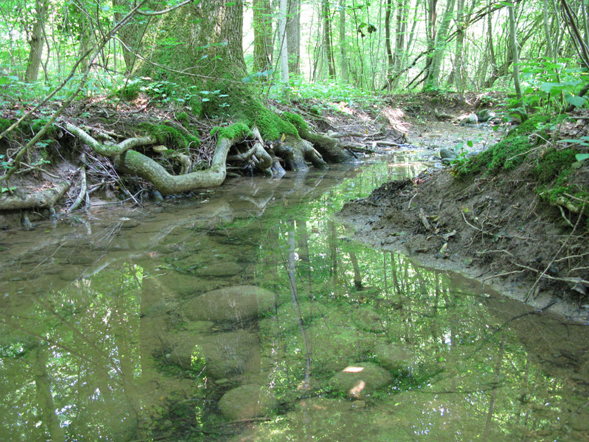 Triturus alpestris? nel bellunese