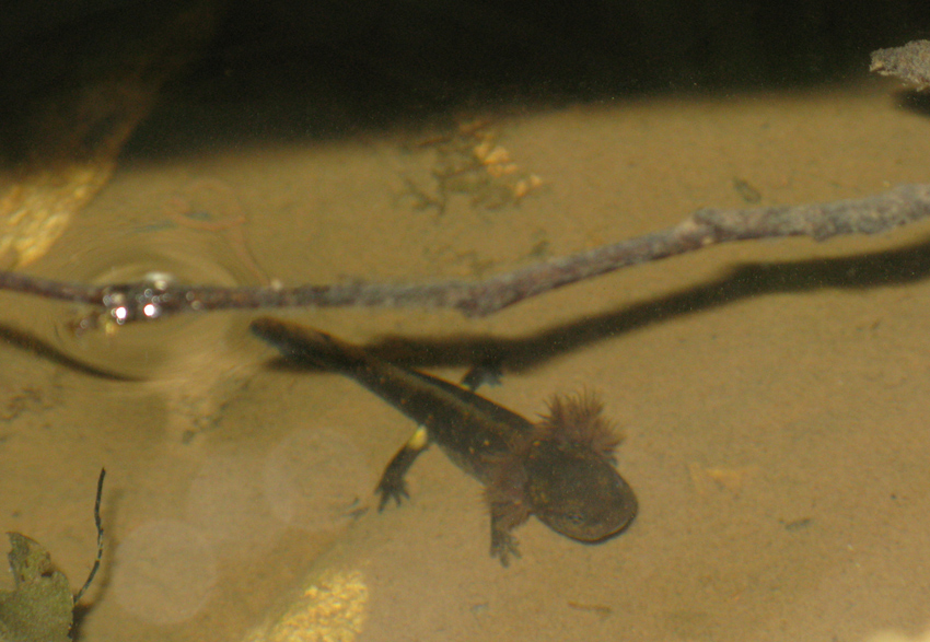 Triturus alpestris? nel bellunese