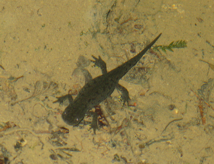 Triturus alpestris? nel bellunese