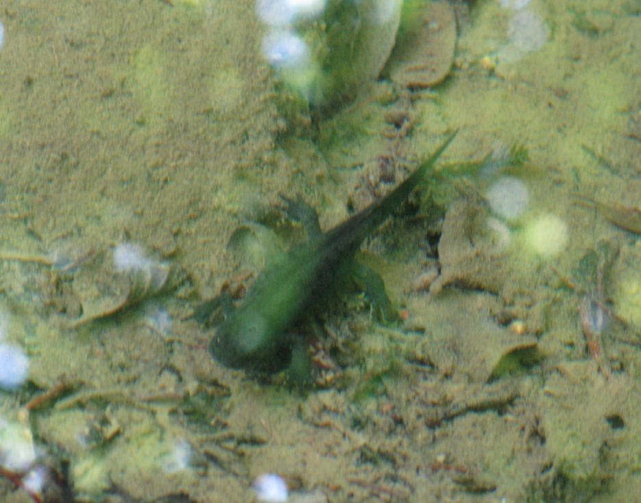 Triturus alpestris? nel bellunese