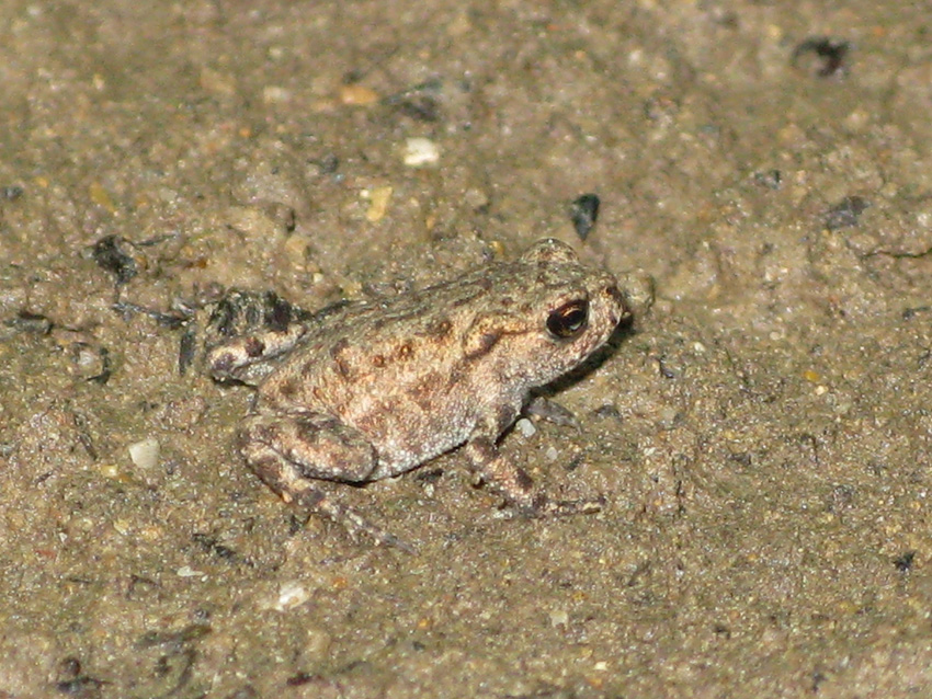 Triturus alpestris? nel bellunese