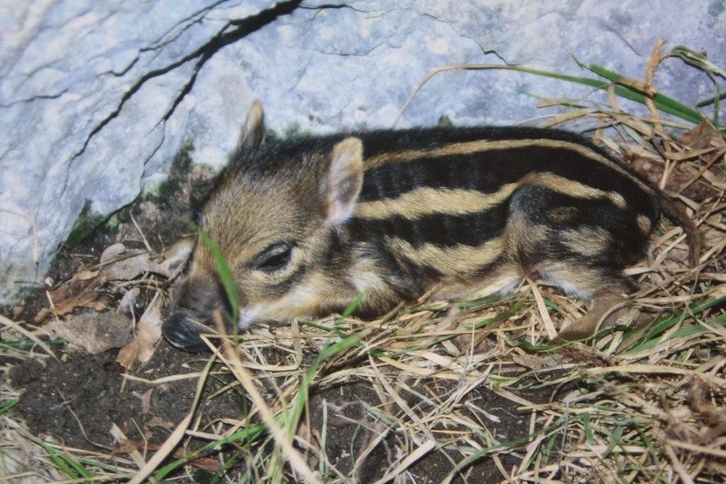 IL CINGHIALE