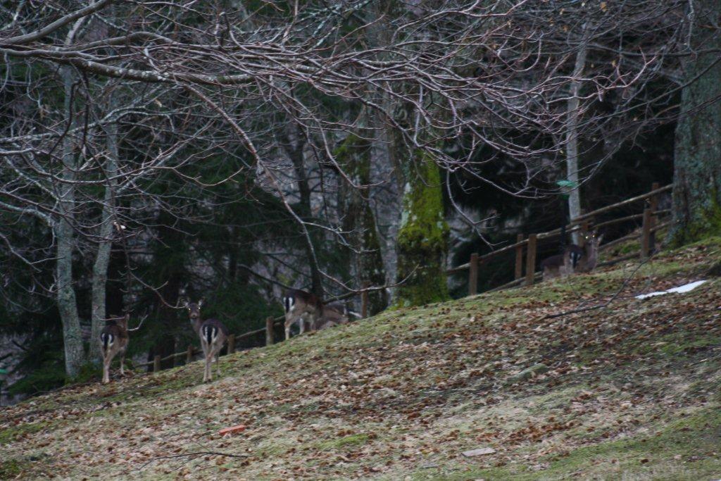 Daino: colorazione del mantello e altro...