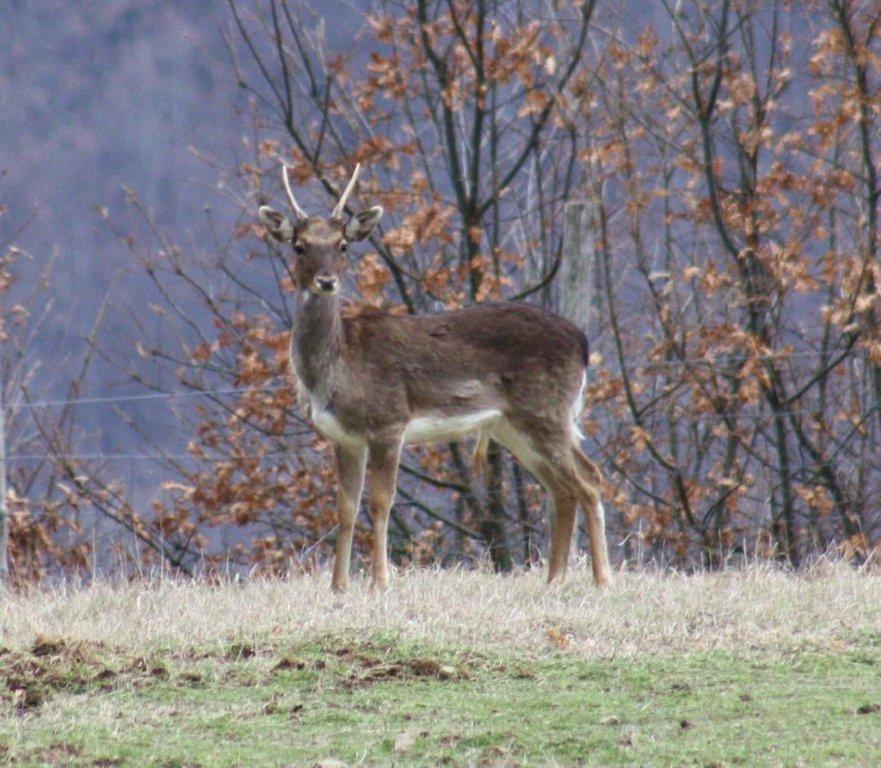 Daino: colorazione del mantello e altro...