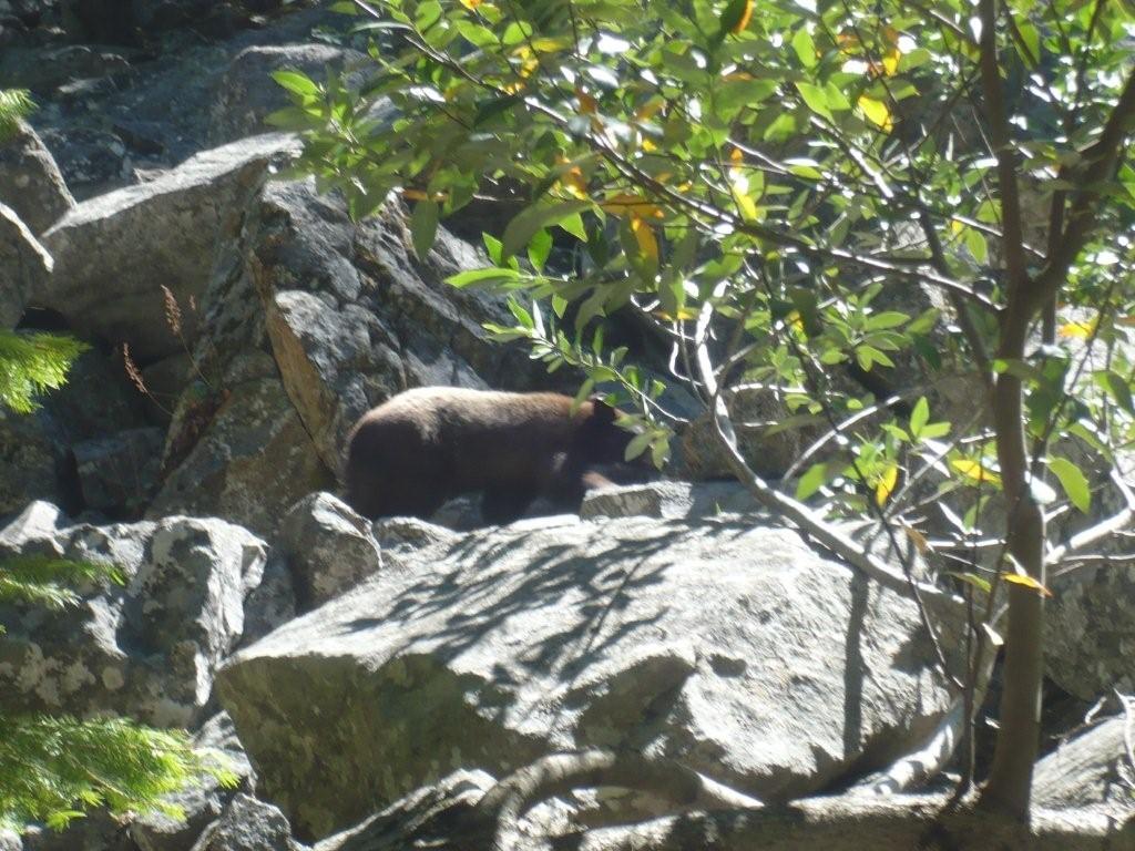 FOTOGRAFATO L''ORSO BRUNO MARSICANO