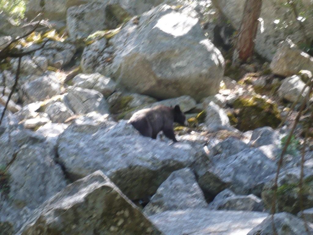 FOTOGRAFATO L''ORSO BRUNO MARSICANO