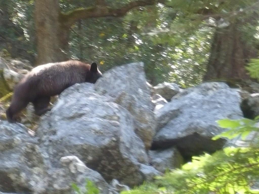 FOTOGRAFATO L''ORSO BRUNO MARSICANO