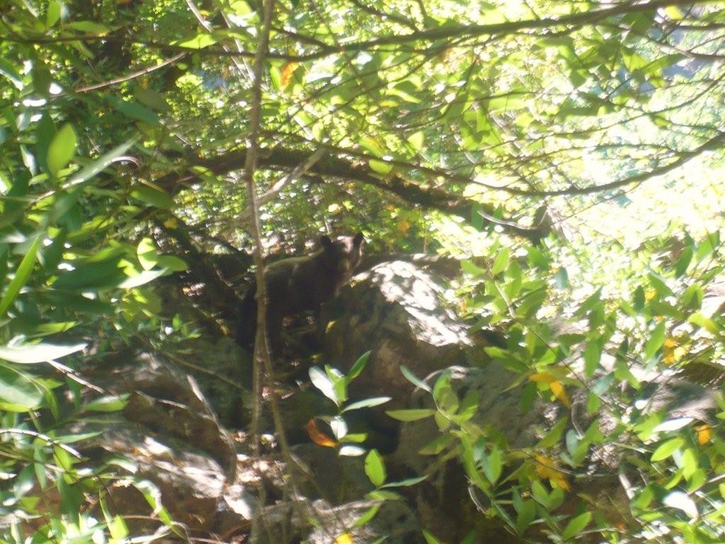 FOTOGRAFATO L''ORSO BRUNO MARSICANO