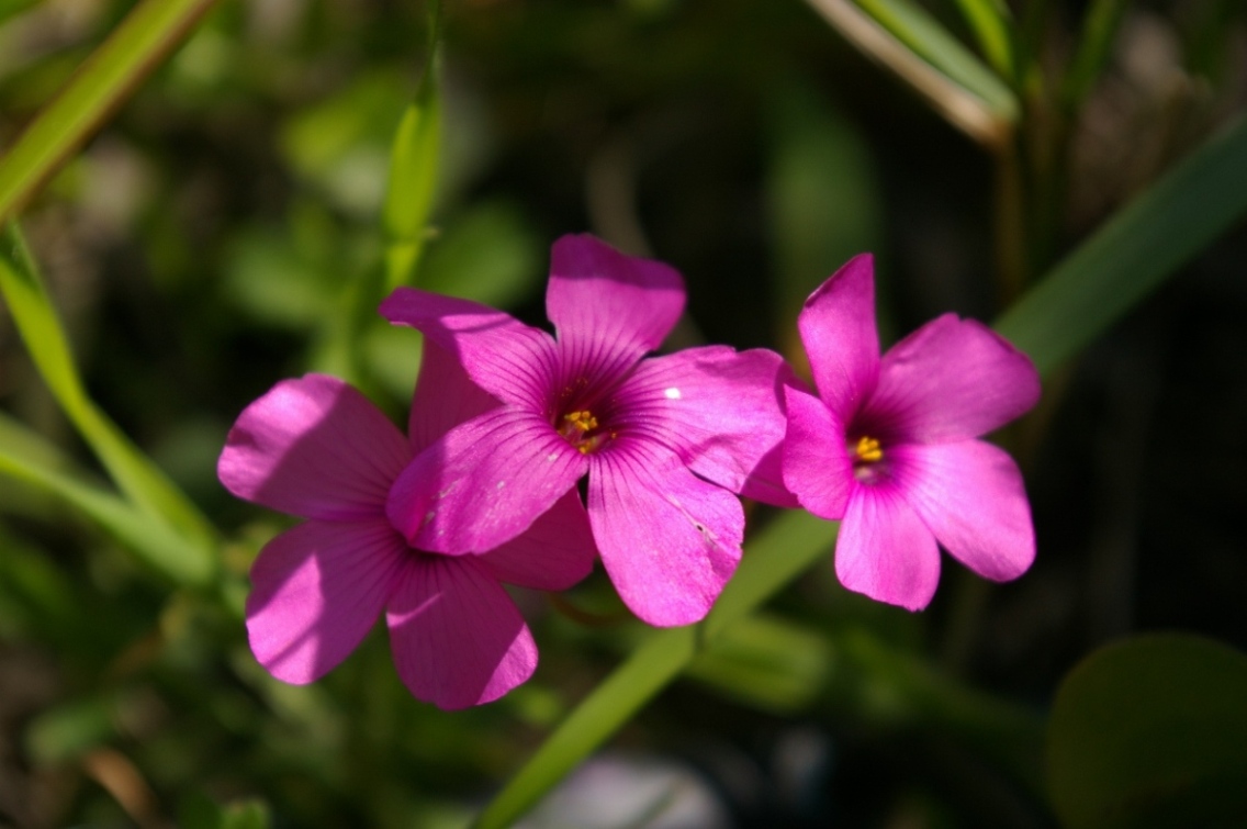 Oxalis articulata / Acetosella rizomatosa