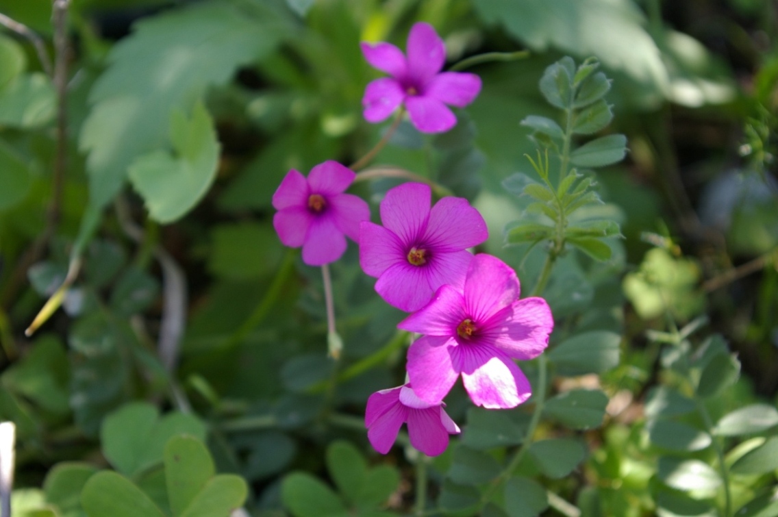 Oxalis articulata / Acetosella rizomatosa