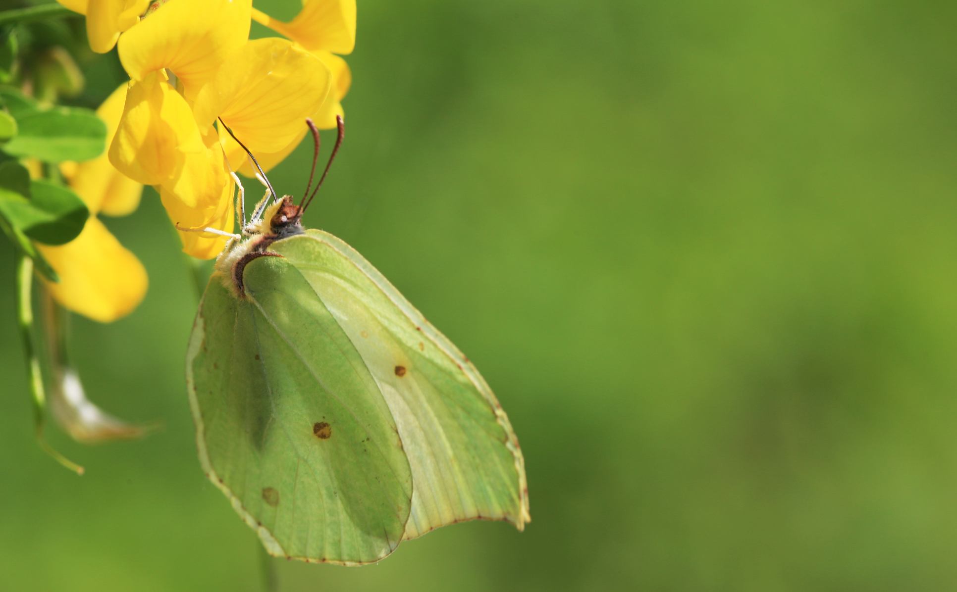 Gonepteryx......probabilmente rhamni