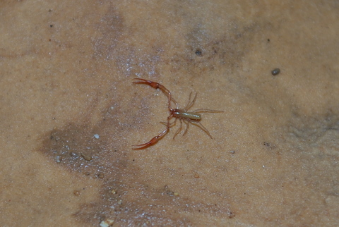 Chthonidae in grotta