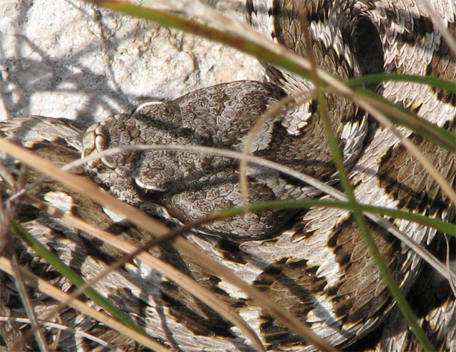 vipera donata......