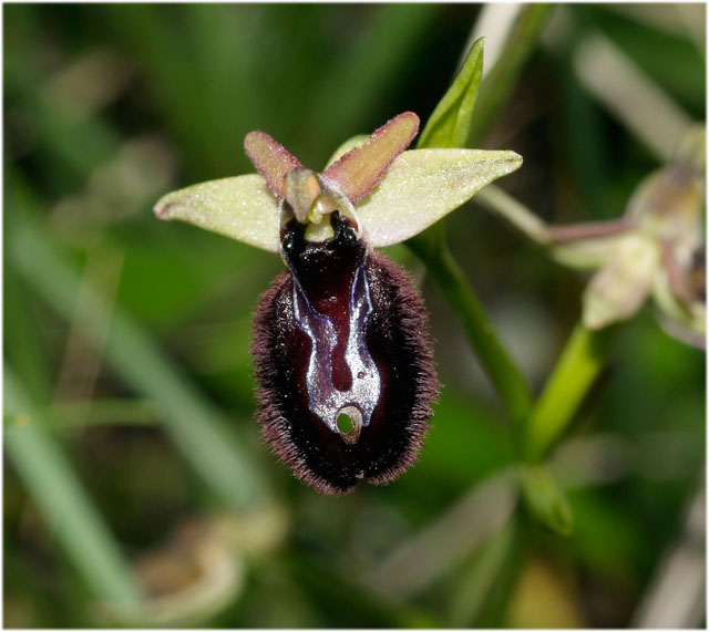 ophrys bertoloniiformis?