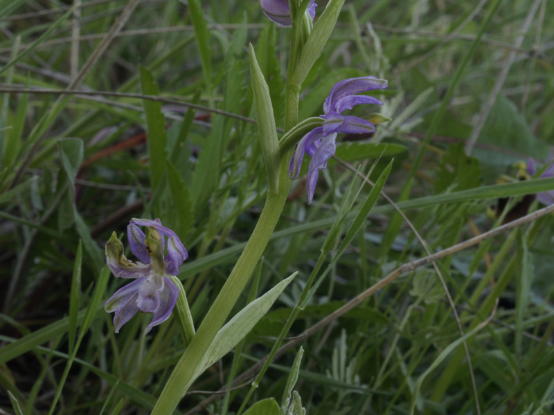 lusus naturae di ophrys holosericea subsp apulica