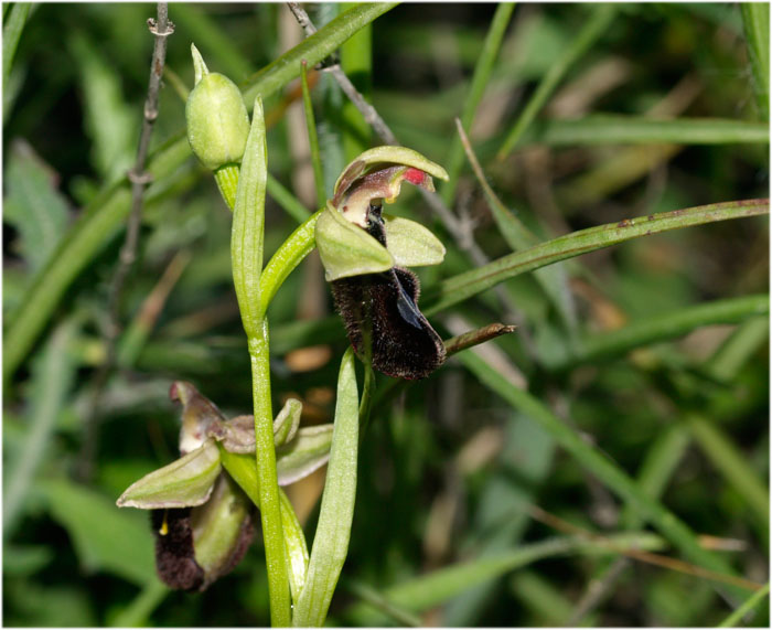 ophrys bertoloniiformis?