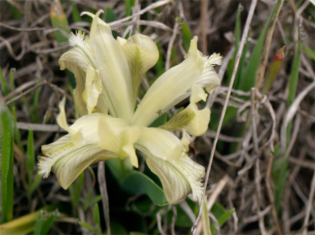 Iris pseudopumila - a quanto pare no...