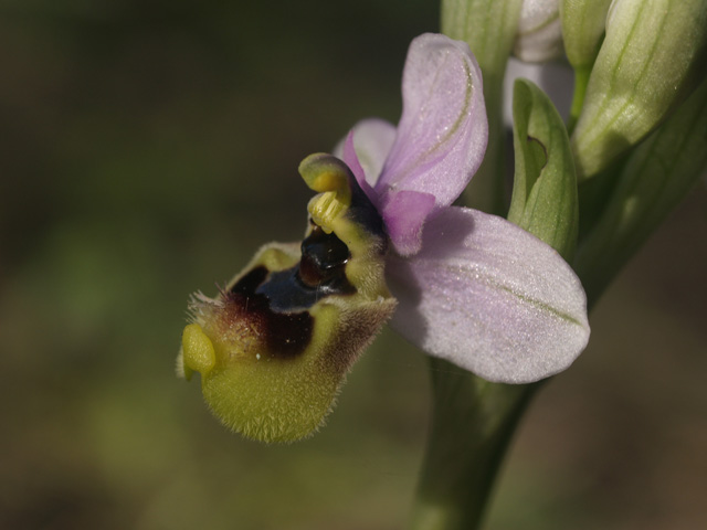 ophrys tenthredinifera