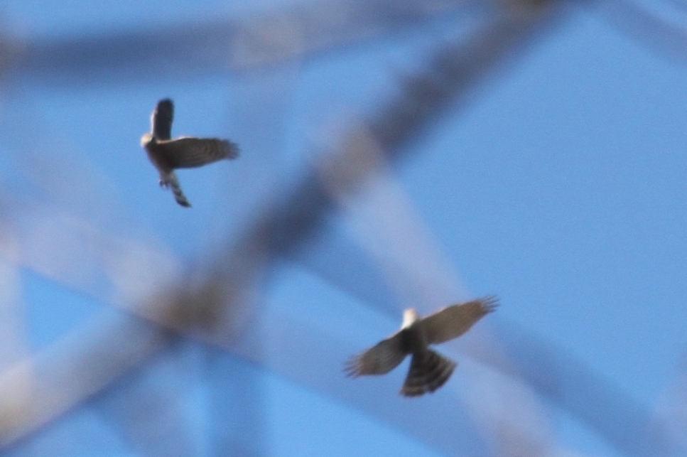 identificazione rapace due