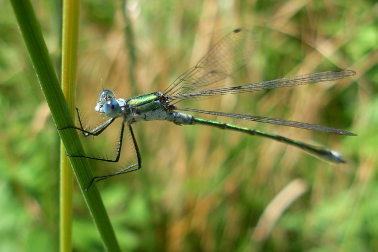 Lestes dryas?