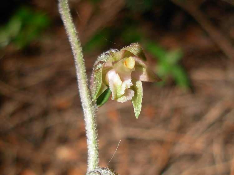 Epipactis microphylla