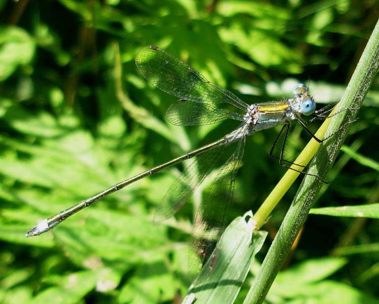 Lestes dryas?