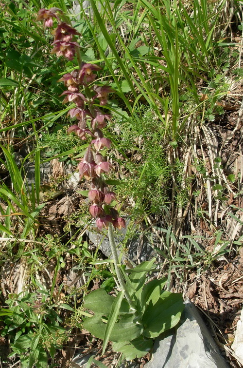 Epipactis sp.