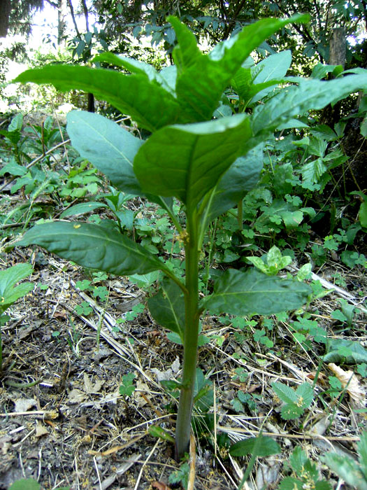 asparagi selvatici??? no, Phytolacca americana