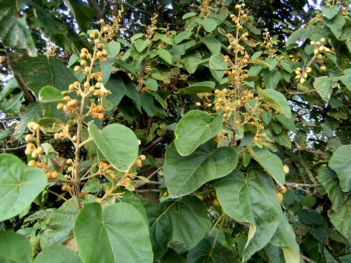 Paulownia tomentosa