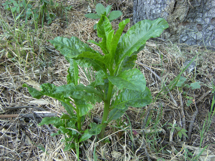 asparagi selvatici??? no, Phytolacca americana