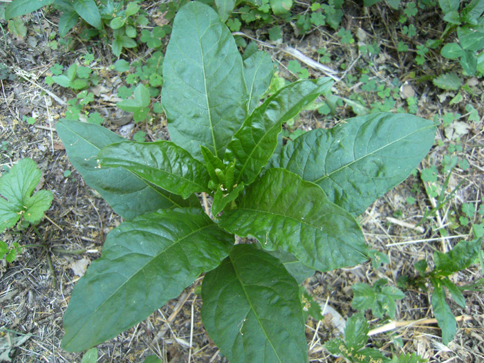 asparagi selvatici??? no, Phytolacca americana