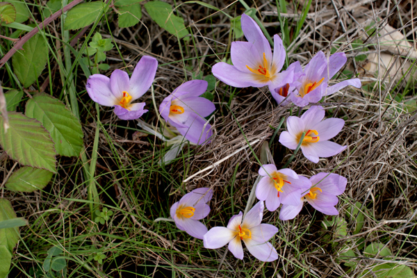 Crocus longiflorus